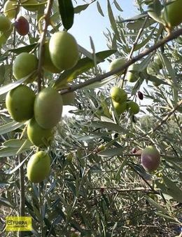 Manisa Akhisar Satılık Zeytinlik