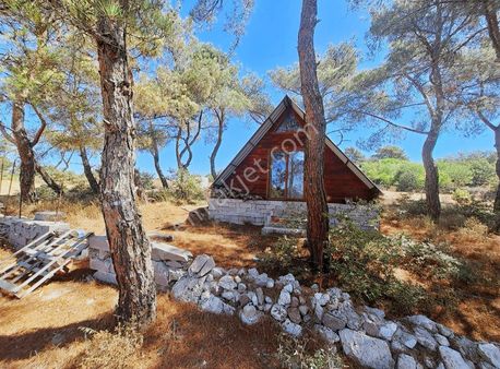 Küçüksümbüller Osmancalı Arasında Satılık Zeytinlik