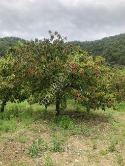 İnhisar Tozman Köyünde 2 Katlı Ev Ve Meyve Bahçesi