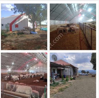 Banaz Merkeze 5 Km Uzaklıkta Bulunan Çiftliğimiz Satılık'tır