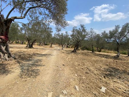 Olcaysu'dan Kadastro Yoluna Cepheli 492m2 Muhteşem Zeytinlik