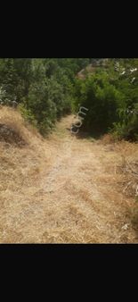 Pek Emlaktan Tire Nin Karadenizi Eğridere De 6000 M2 Satılık Tek Tapu Ceviz Ve Kestane Bahçesi