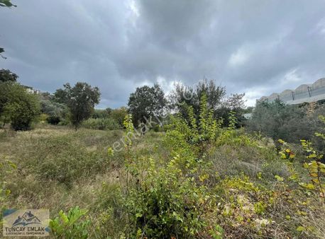 Aldım Diyene Bu Para Köy İçinde Kelepir