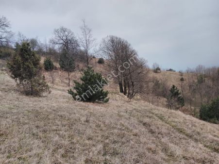 Bursa İznik Mecidiye 7638 M2 Satılık Tarla