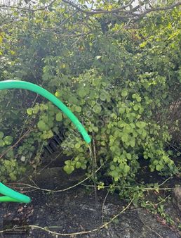 V.koçhan'dan Dağküplü De Satılık Ev Ve Arsası