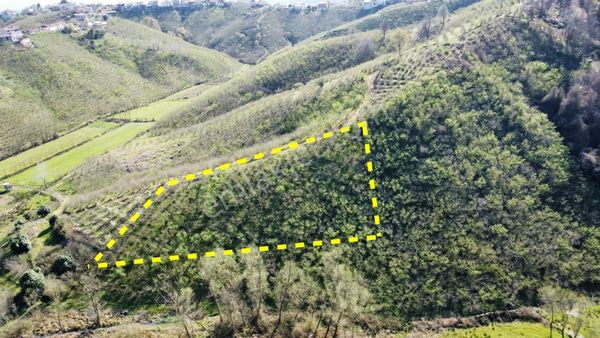 Yüksek Verimli Fındıklık: Kaçırılmayacak Yatırım Fırsatı
