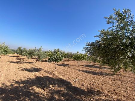 World İlkevim'den Yatırımlık 16 Dönüm Fıstıklık