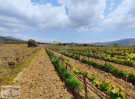 Selçuk Gökçealan Burgazda Yatırım İçin Fırsat Tarla