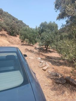 Duru Emlak'tan Satılık Aydın Bozdoğan Yaka Mahallesi'nde Satılık Zeytinlik