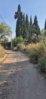 İncir Ve Zeytin Bahçesi