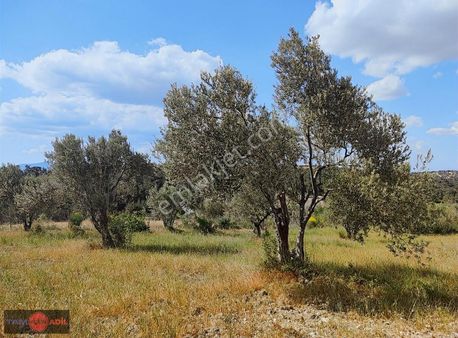 Maruflar Mah. Asfalt Kenarı Satılık Zeytinlik