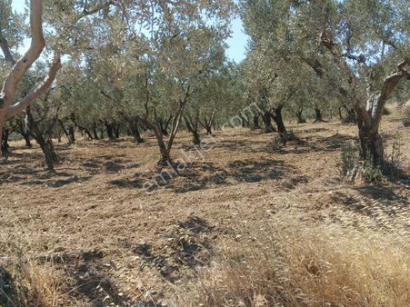 Acil Satılık Şarköy Eriklice Deniz Manzaralı 2540 M2 2950000