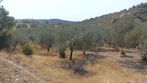 Akhisar Karasonya Mh. Suyu Olan 11.280 M2 Satılık Zeytinlik