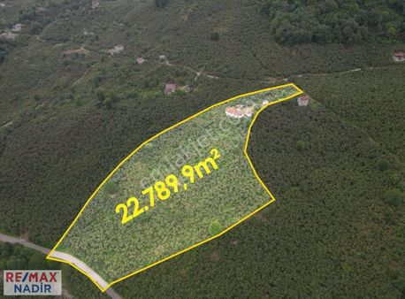 Giresunda Yatırımlık Geniş Arsa! 22.789 M² Fındık Bahçesi