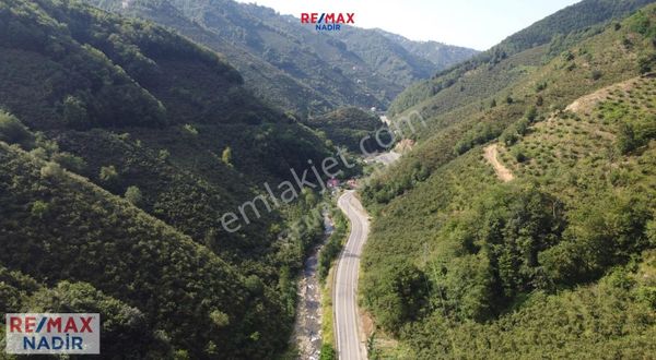Giresun Merkez Çaldağ Mah.nde 8.754 M² Verimli Fındık Bahçesi