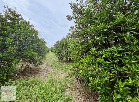 Tuana Gayrimenkul'den Döğüşbelen'de 526m² Bahçe