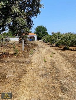 Camitepede Fındık Bahçesi