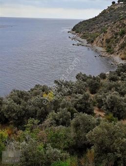 Şirinden Kapaklı Çobankaya Mevki Denize Sıfır 3.887m2 Zeytinlik