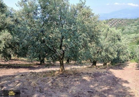 Yalova Armutlu Fıstıklı Da 5 Dönüm Zeytinlik