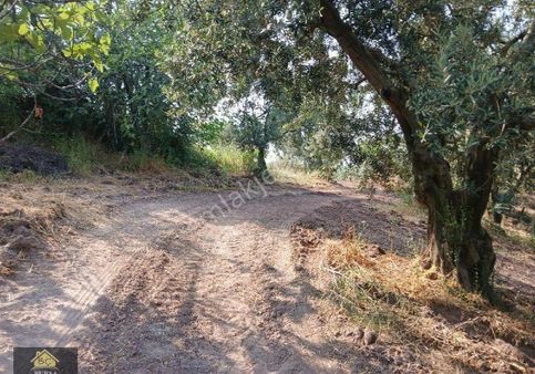 Bursa Osmangazi Dürdane Köyün De 5000 M2 Yaırımlık Ve Hobilik Zeytinlik