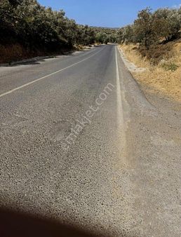 Köy Emlak'tan Satılık Zeytinlik