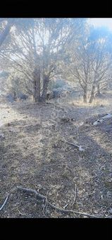 Gömeç Köy Emlak'tan Satılık 13 Dönüm Sulu Tarla