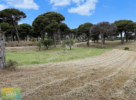 Milas Olukbaşı Köyünde Takasa Açık Satılık Tarla!!!
