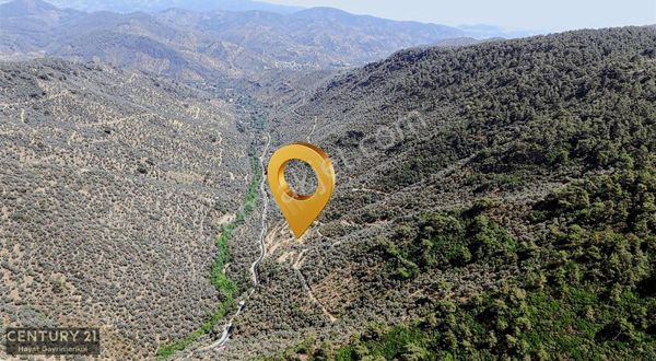 Bayındır Dereköy'de Satılık Zeytinlik