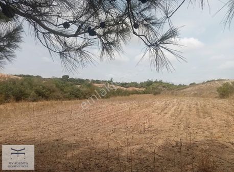 Şevketiye Mahallesinde 16 Dönüm Verimli Arazi Satılıktır