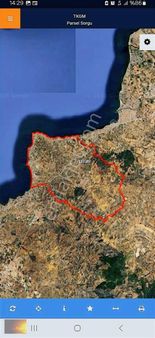 Burhaniye Pelitköy'de Yatırımlık Deniz Manzaralı Zeytinlik