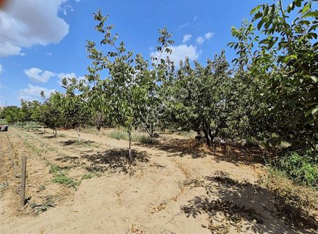 Tekirdağ Naip Köyünde,1+1 Ev Ve Meyve Ağaçları Olan Satılık Arsa
