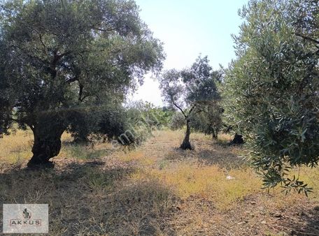 Akkuş Emlak'tan Şehre 200 Mt Mesafe İncirlik