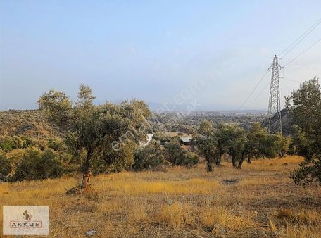 Akkuş Emlak'tan Köye 100 Metre Mesafede Zeytinlik