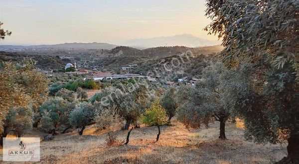 Akkuş Emlak'tan Köy Sınırında Zeytinlik
