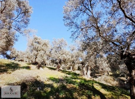 Akkuş Emlak'tan Benim De Zeytinliğim Olsun Diyene