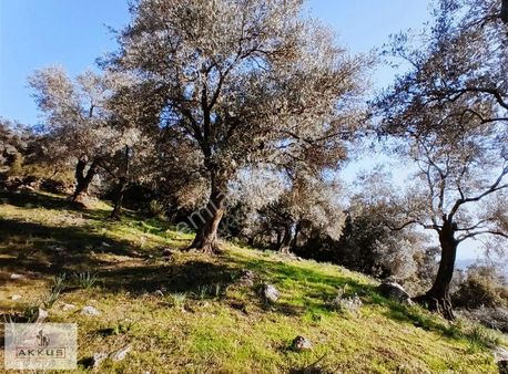Akkuş Emlak'tan Acil Satılık Hesaplı Zeytinlik