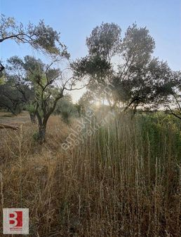 Kemalpaşa Armutlu'da Merkeze Yakın 862 M2 Satılık Zeytinlik