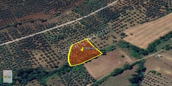 The World Seller'den Yeniköyde Bakımlı Zeytinlik