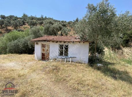 Aydın Efeler Aşağıkayacık Da Satılık 29 Dönüm Zeytinlik