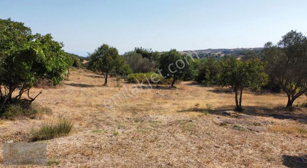Çanakkale-biga-aksaz Köyü Mevki-- Satılık Bağ --