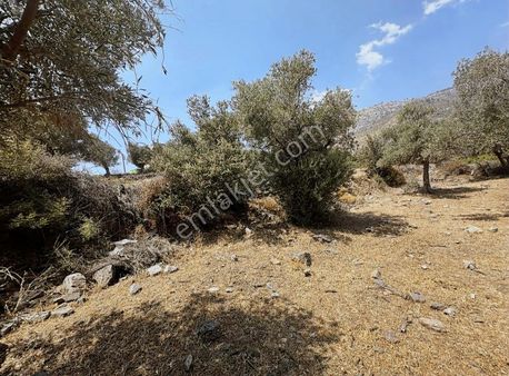 Bozalan Mahallesinde Satılık 4500 M2 Tarla Ve Zeytinlik