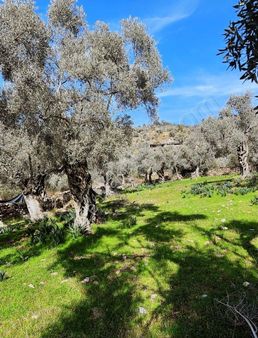 Muğla/milas/kafaca Da Müstakil Zeytinlik