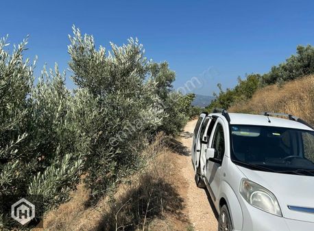 Hasdemir'den Gündoğdu'da Satılık 6219mt2 2 Parsel Zeytinlik