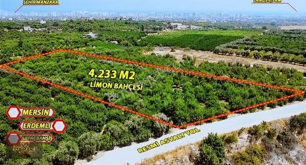 Mersin Arpaçbahşiş'te 4233 M² Satılık Limon Bahçesi