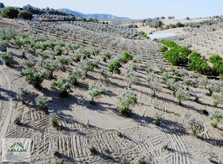 Gördes Sarıalilerde Satılık Zeytinlik Ve Ceviz Bahçesi