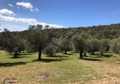 Burhaniye Subeylidere Mahallesinde Kadastro Yollu Zeytinlik