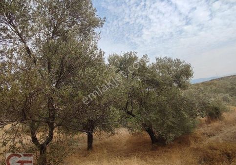 Burhaniye Subeylidere Mahallesinde Kadastro Yollu Zeytinlik