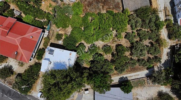 Yola Sıfır Belkıs Mahallesi 3285 M2 Arsa Satılık