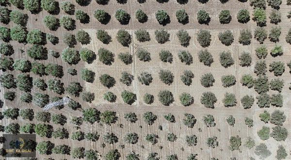 Manisa Akhisar Kapaklı Mah. Satılık 3240m² Tarla