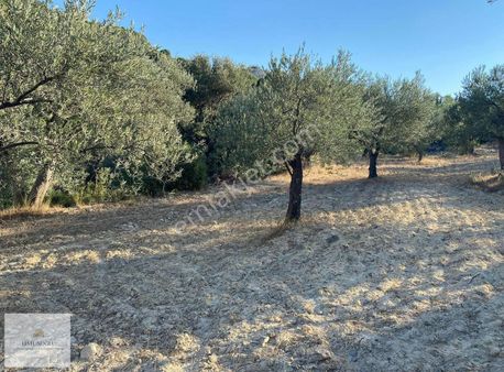 Hatunoğlu'ndan Satılık Bergama Koyuneli'nde 1.121 M2 Tarla